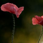 Zwillings-Mohn