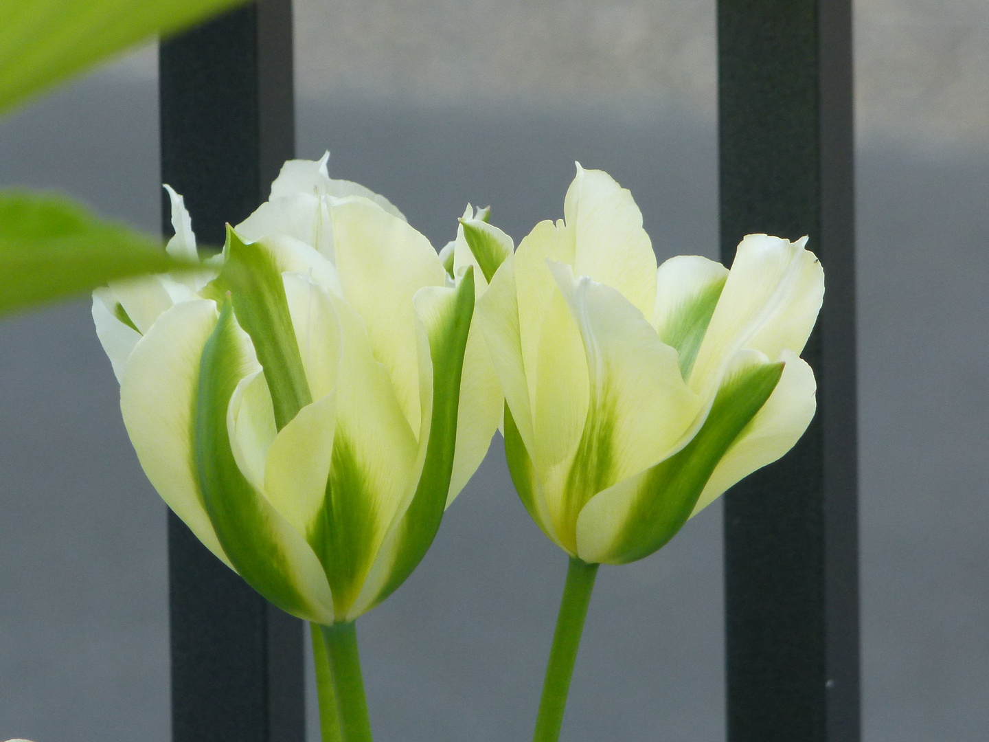 Zwillings Tulpen Blüten