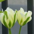 Zwillings Tulpen Blüten