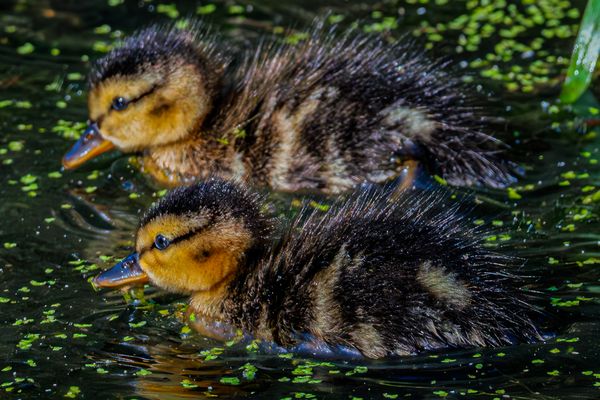 Zwillingsausflug, Stockentenküken