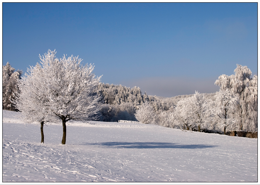 Zwillingsbäume im Rauhreif