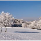 Zwillingsbäume im Rauhreif