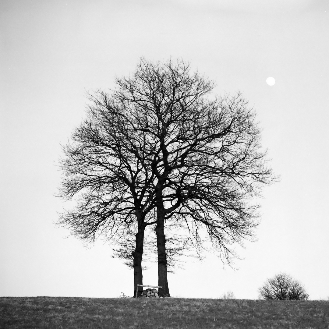 Zwillingsbaum im Mondschein