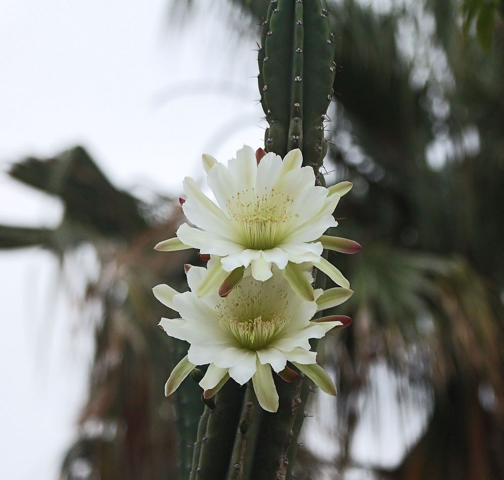 Zwillingsblüten