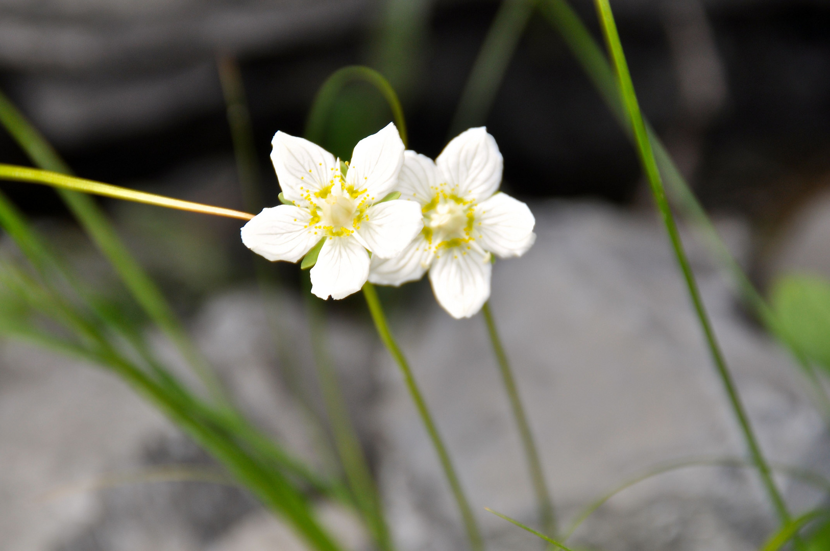 ZwillingsBlüten