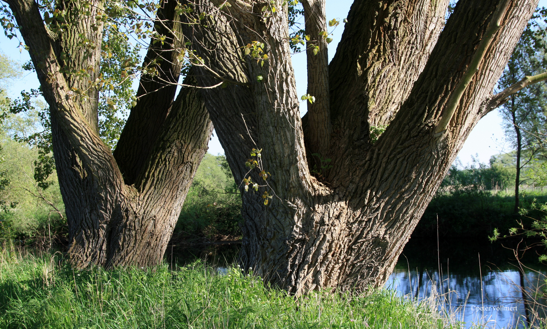 Zwillingsbrüder