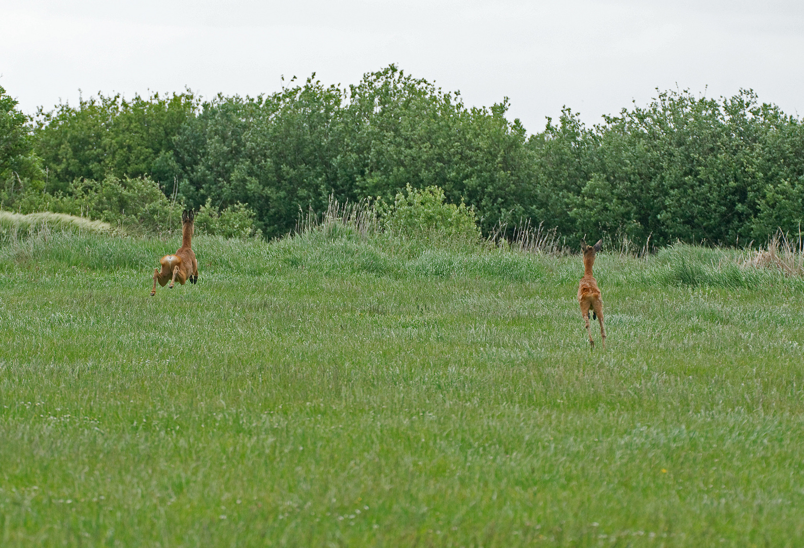 Zwillingsknöpfe 6