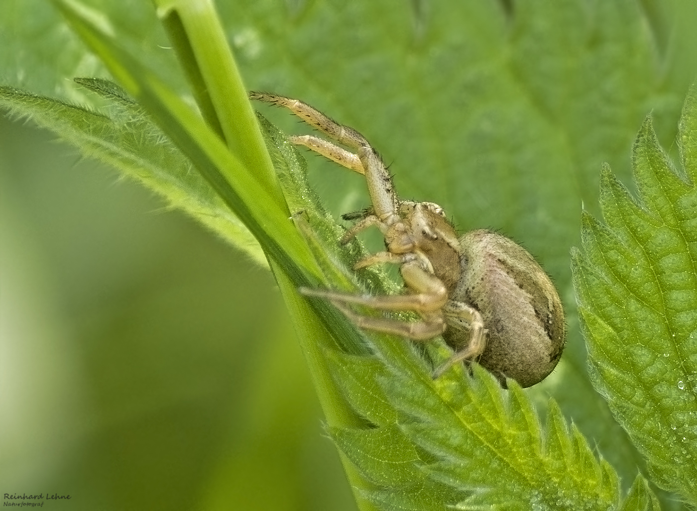 Zwillingskrabbenspinne 