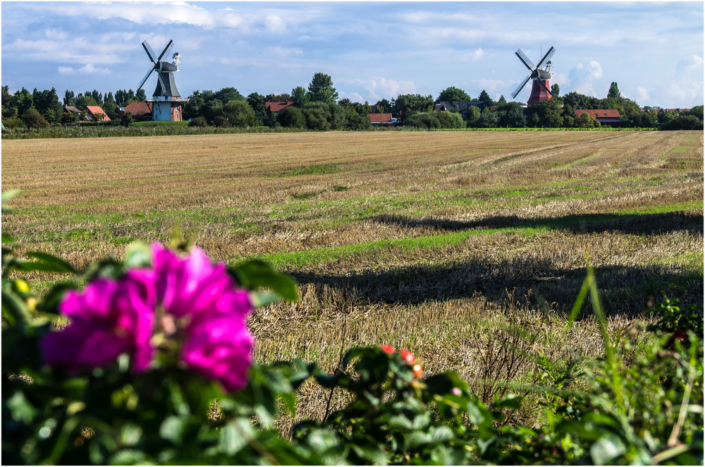 Zwillingsmühlen an Kamtschatka-Rose