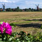 Zwillingsmühlen an Kamtschatka-Rose