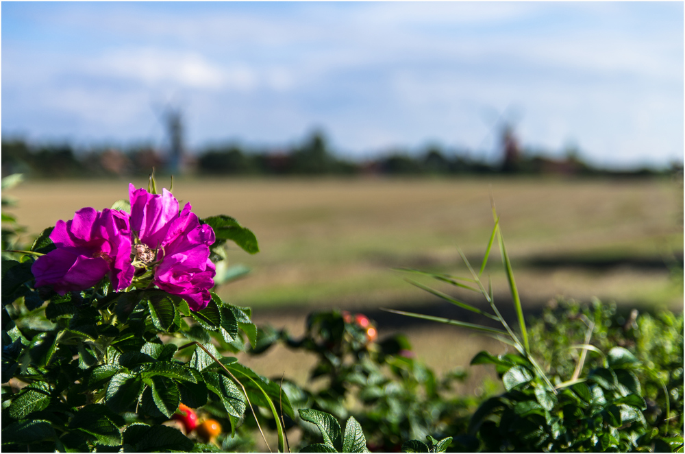 Zwillingsmühlen an Kamtschatka-Rose ...