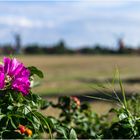 Zwillingsmühlen an Kamtschatka-Rose ...