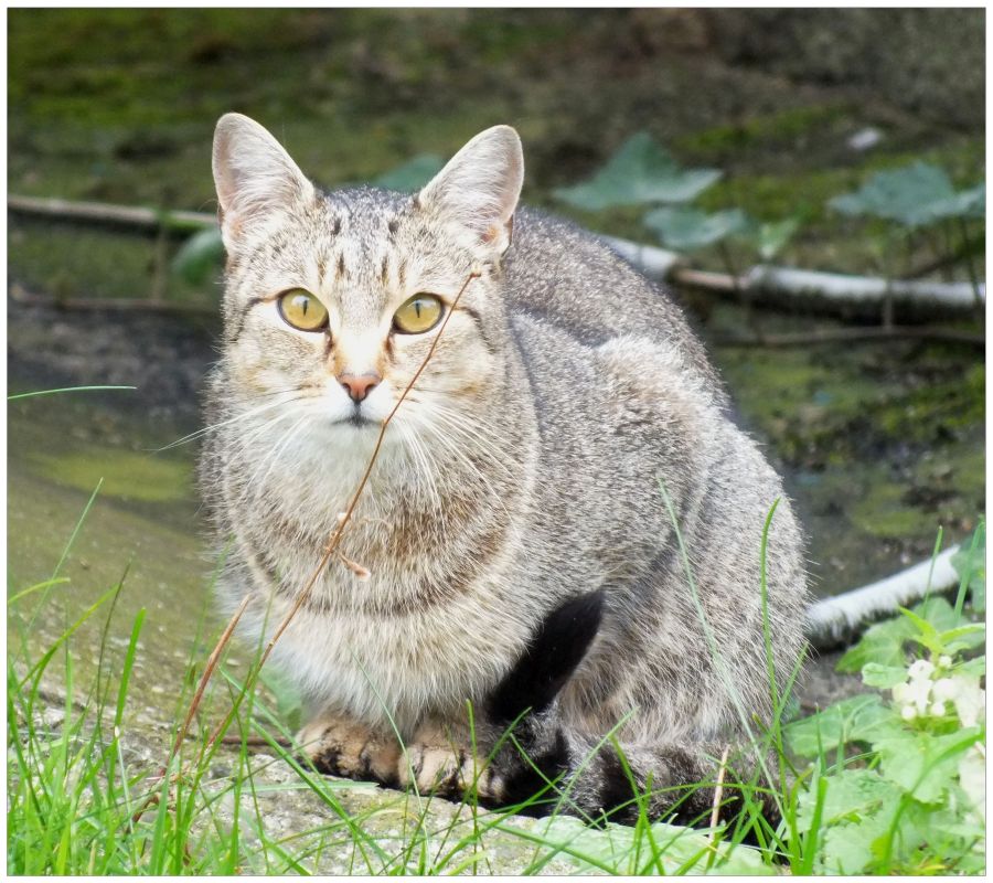 Zwinger-Katze