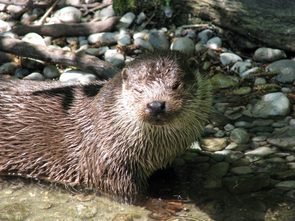 Zwinkernder Otter