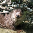 Zwinkernder Otter