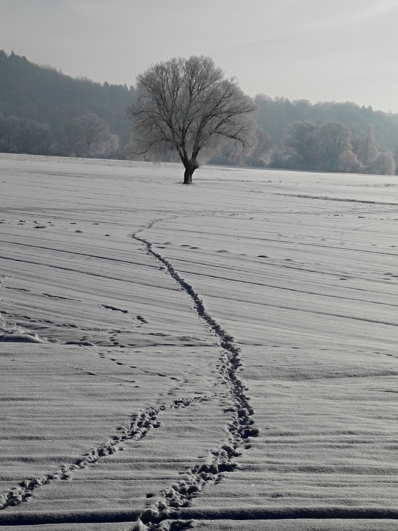 Zwischen Allershausen und Kranzberg