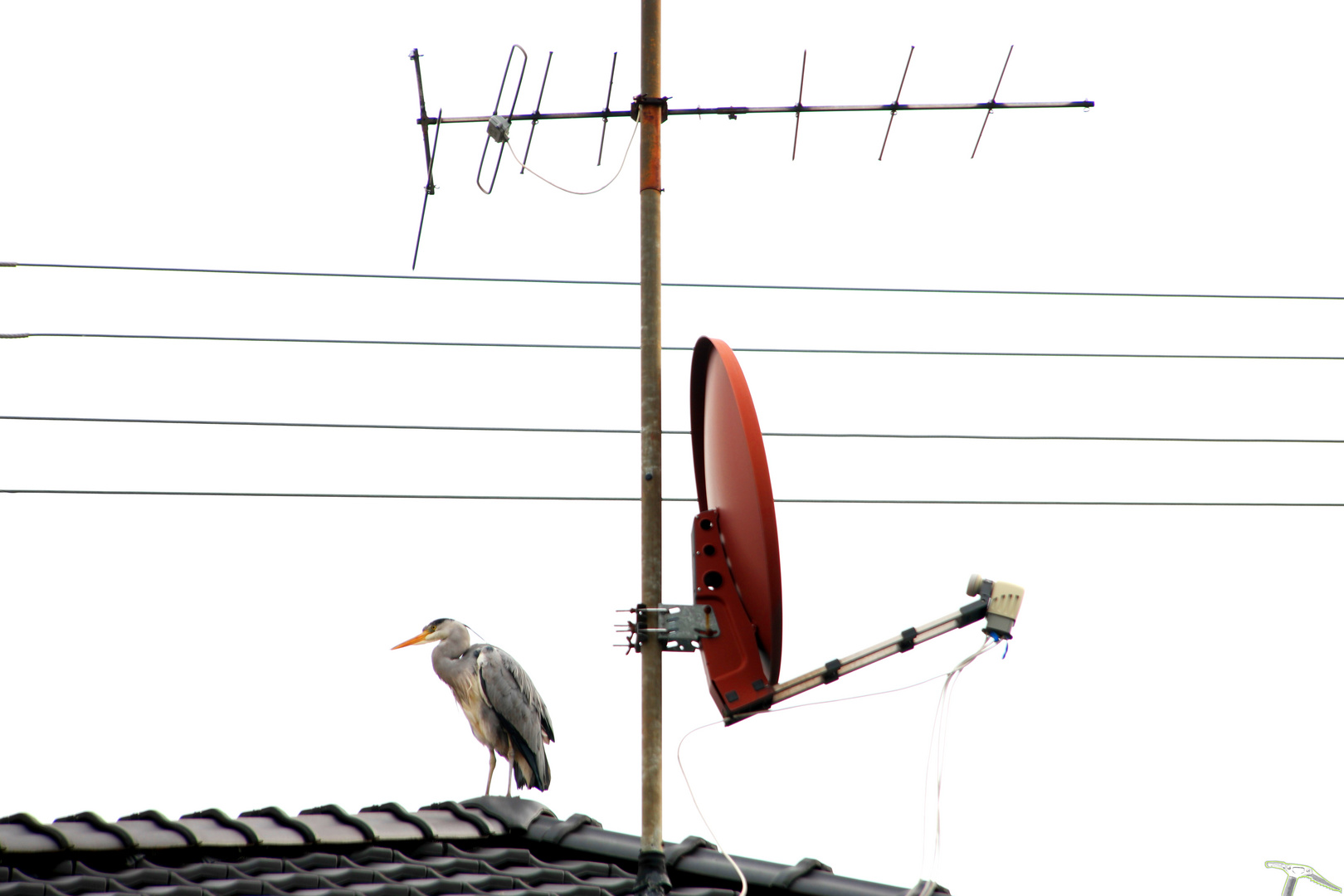 Zwischen Antenne und Schüssel ...