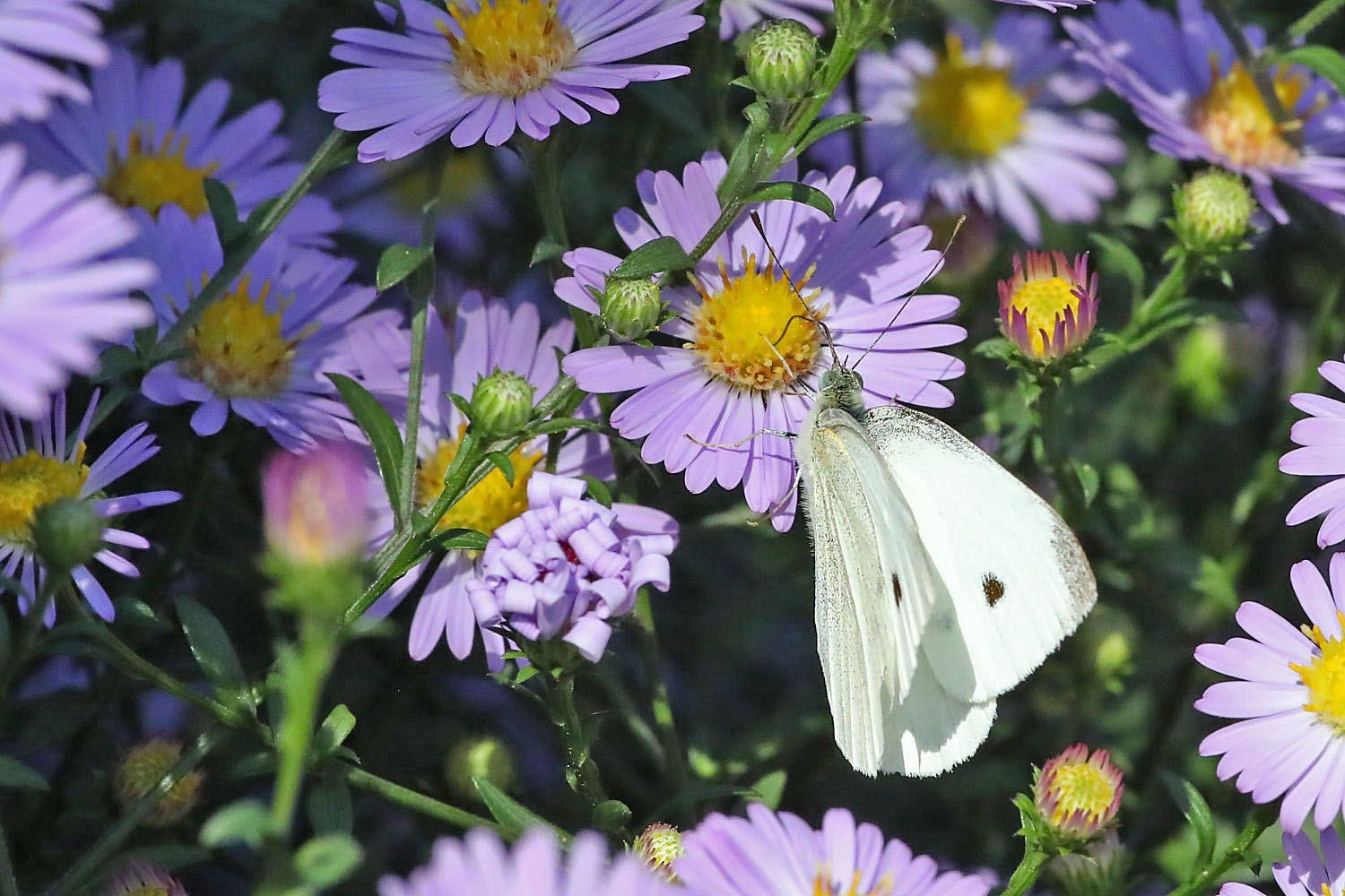 zwischen Asterblüten