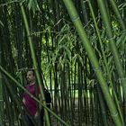 zwischen Bambus