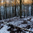 Zwischen Baum und Birke