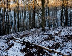 Zwischen Baum und Birke