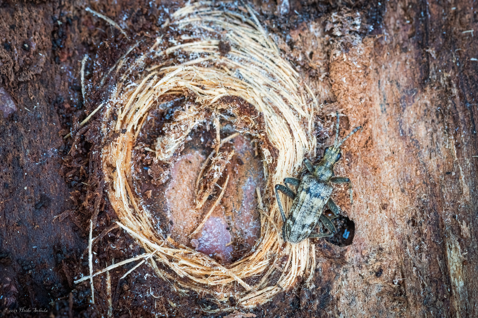 Zwischen Baum und Borke