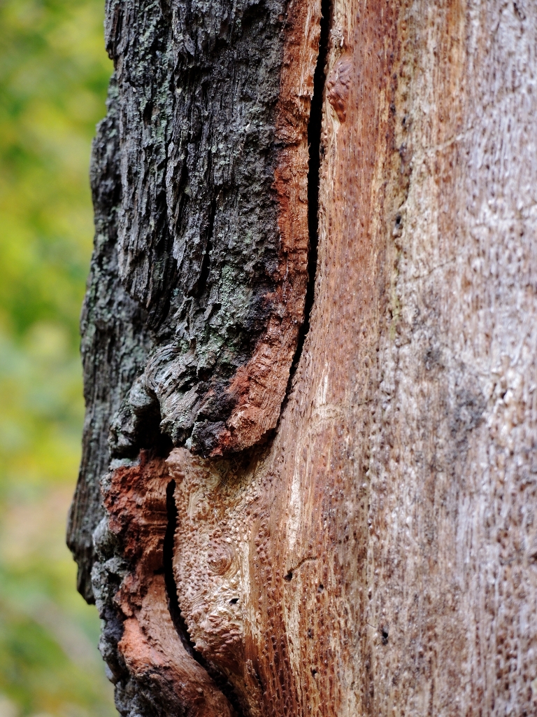 Zwischen Baum und Borke...