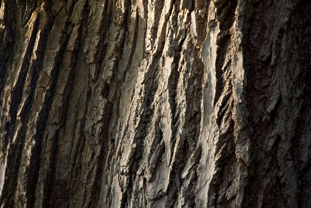 zwischen Baum und Borke