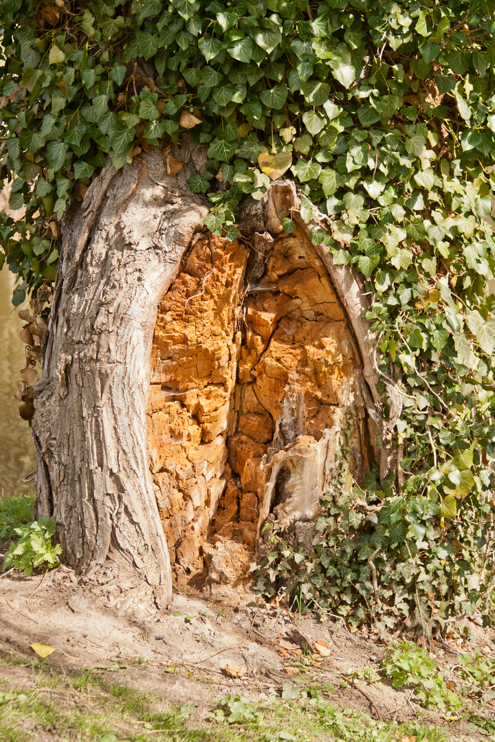 Zwischen Baum und Borke