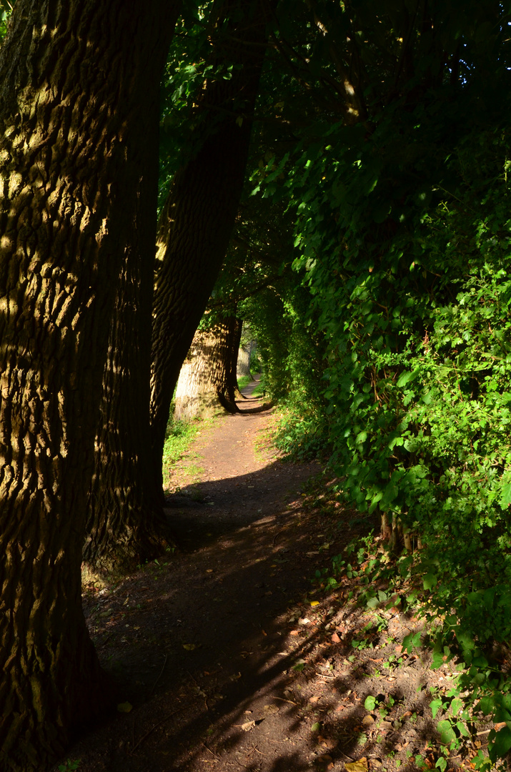 Zwischen Baum und Busch