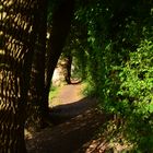 Zwischen Baum und Busch