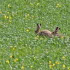  Zwischen Berg und tiefem, tiefem Tal ...