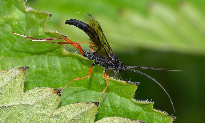 ZWISCHEN BLATTWERK UND BEUTE