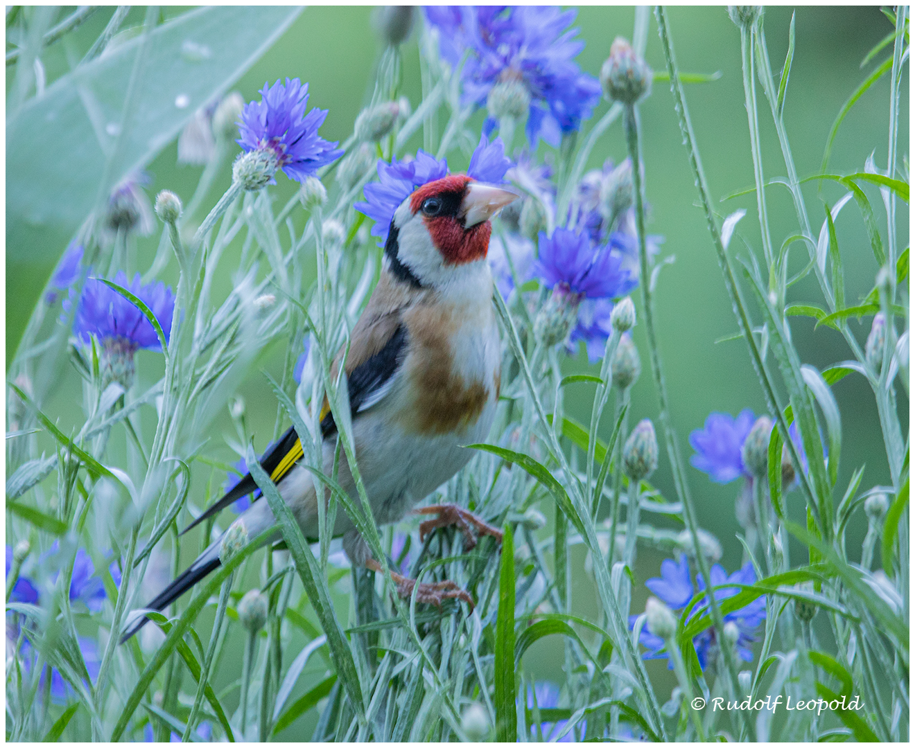 Zwischen blauen Kornblumen 