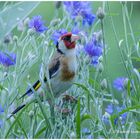 Zwischen blauen Kornblumen 