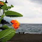 Zwischen blühender Flora und wütender Natur