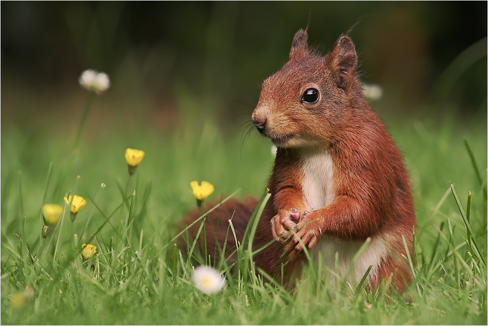 Zwischen Blümchen