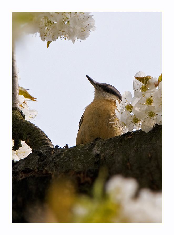 Zwischen Blüten....