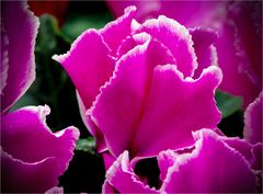 zwischen blütenblättern...