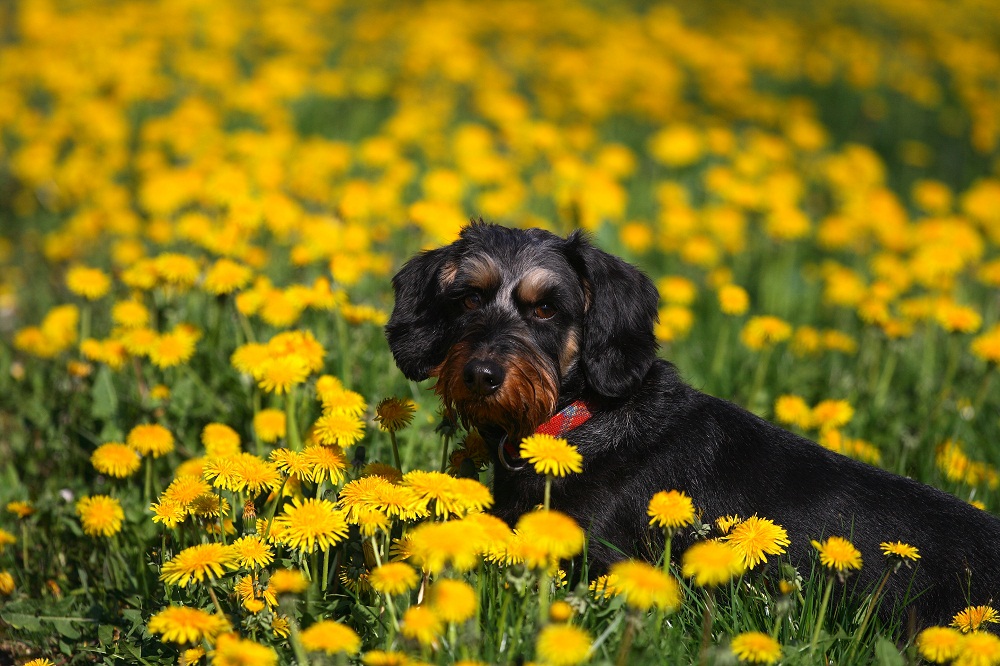 Zwischen Blumen