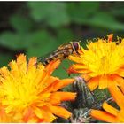 Zwischen Blumen spazieren gehen ...