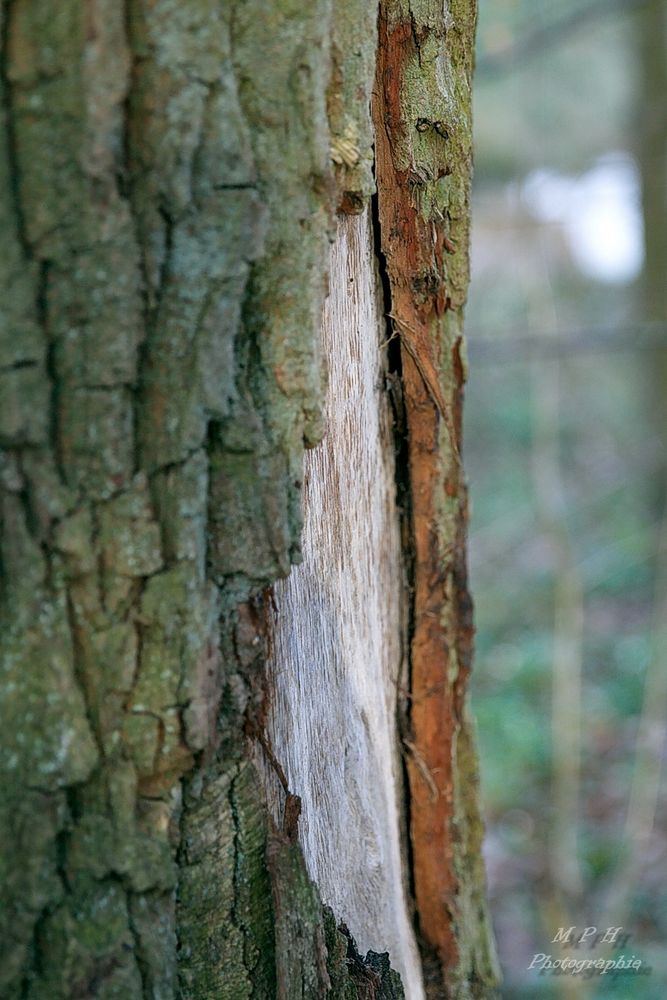 "Zwischen Borke und Rinde"