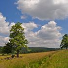 Zwischen Bozi Dar (Gottesgab) und Horní Blatná (Platten) CZ (2)