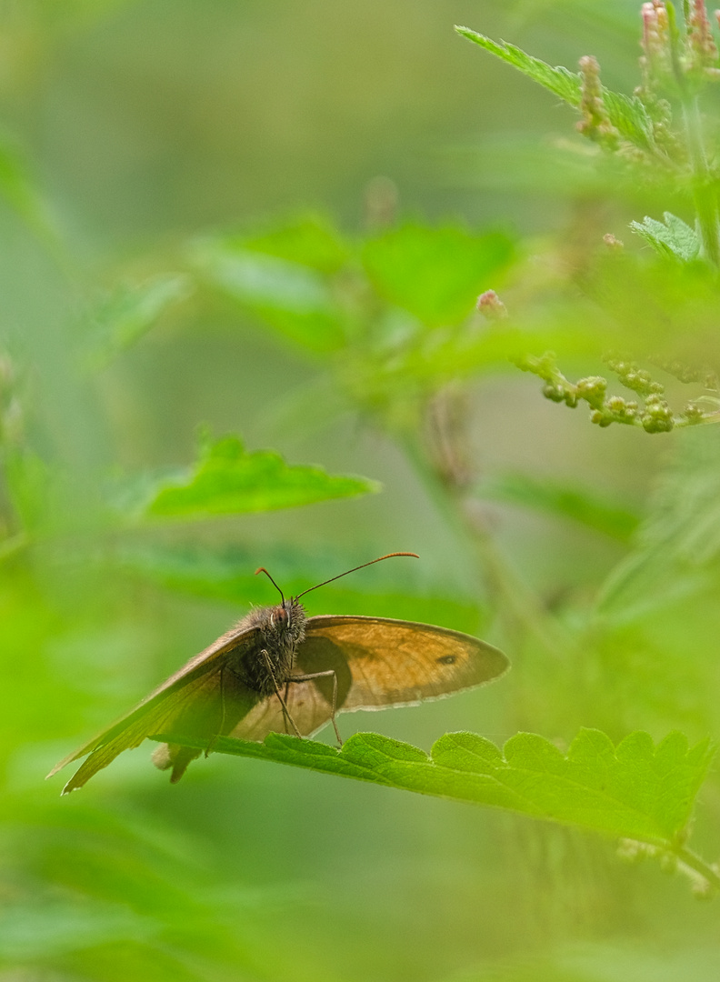 zwischen Brennessel