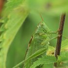 Zwischen Brennnesseln versteckt 