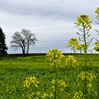 Zwischen Dachau und Lohfeld