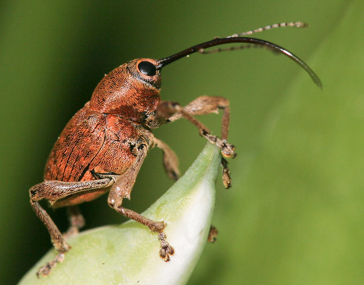 Zwischen dem Bärlauch im Schatten