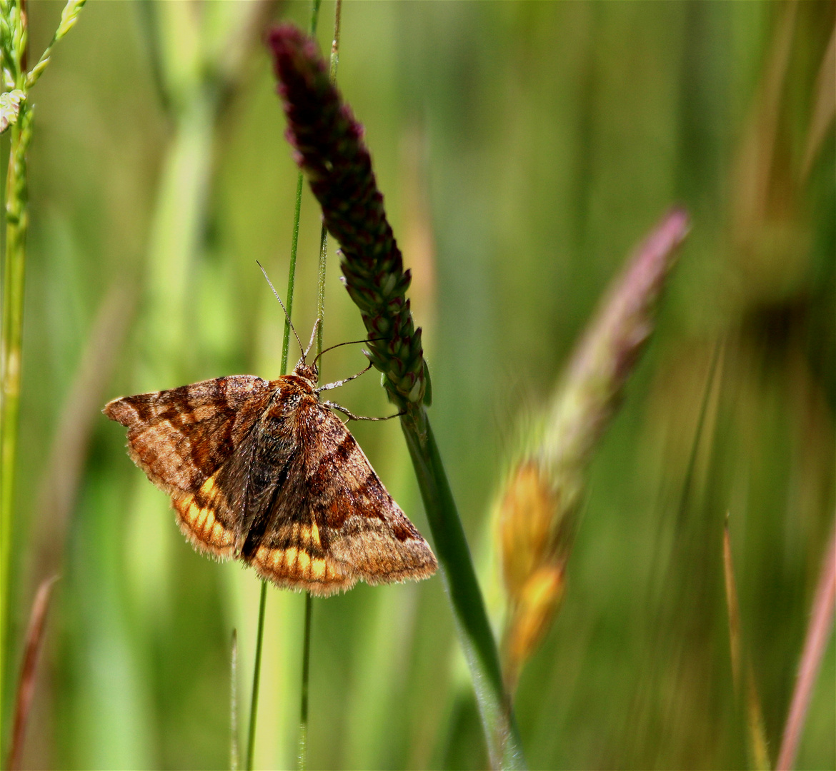 ~~ Zwischen dem Gras ~~