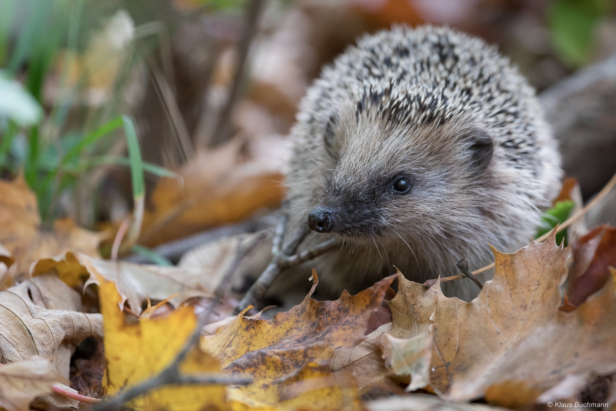 zwischen dem Herbstlaub