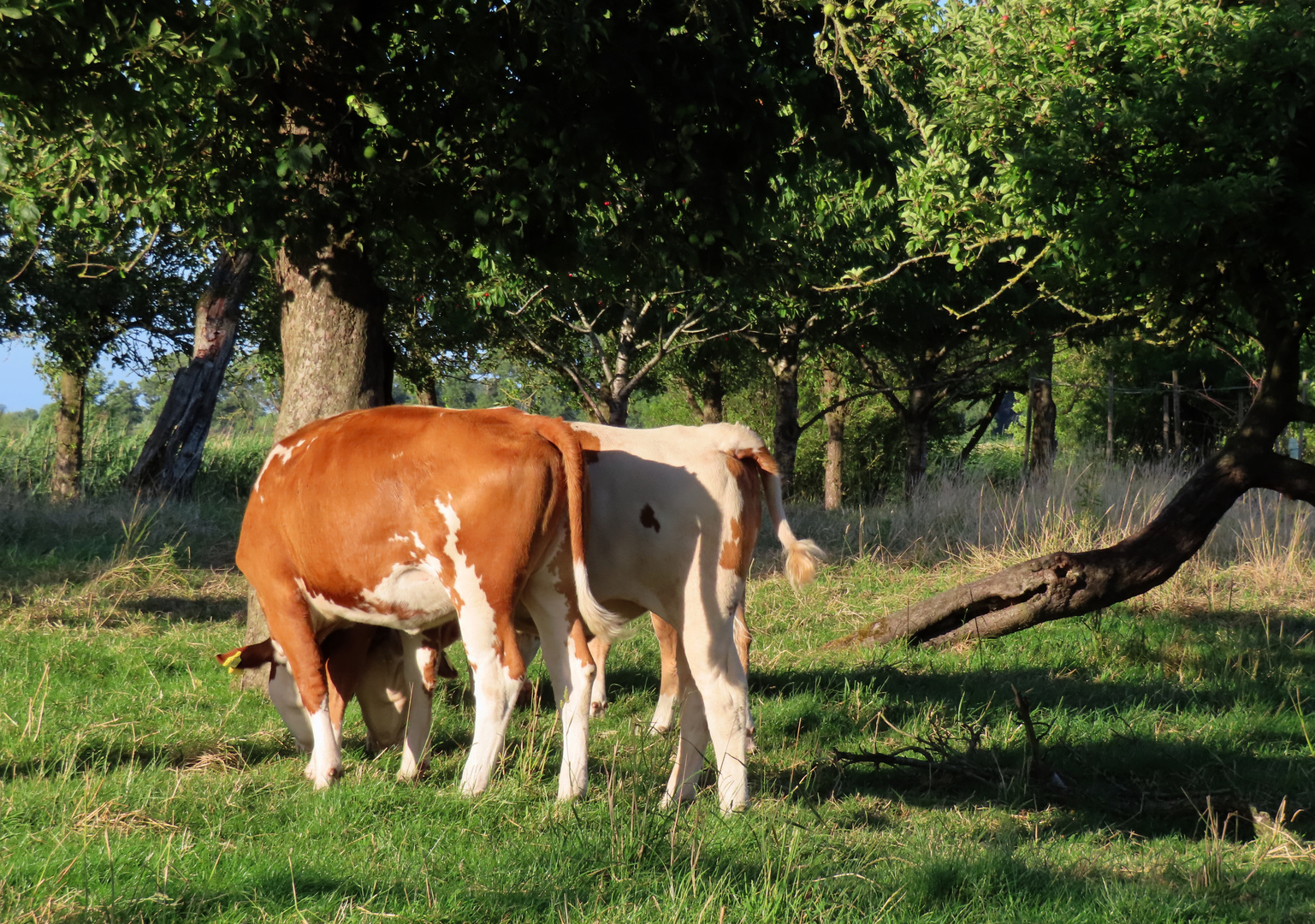 zwischen den alten Birnbäumen am Schleusenkanal 